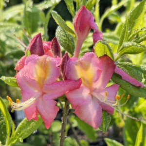 Aromi's Country Cousin Deciduous Azalea, Rhododendron x 'Country Cousin'